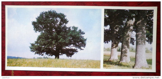 Latvian views - Oak-tree - 1980 - Latvia USSR - unused - JH Postcards