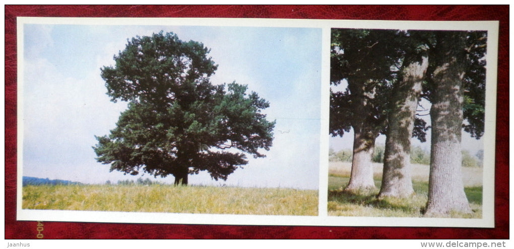 Latvian views - Oak-tree - 1980 - Latvia USSR - unused - JH Postcards