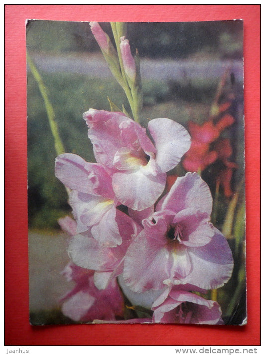 pink gladiolus - flowers - stationery card - 1969 - Russia USSR - used - JH Postcards