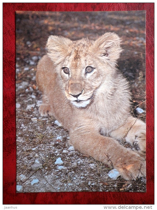 Lion - Panthera leo - animals - Tallinn Zoo - 1989 - Estonia - USSR - unused - JH Postcards