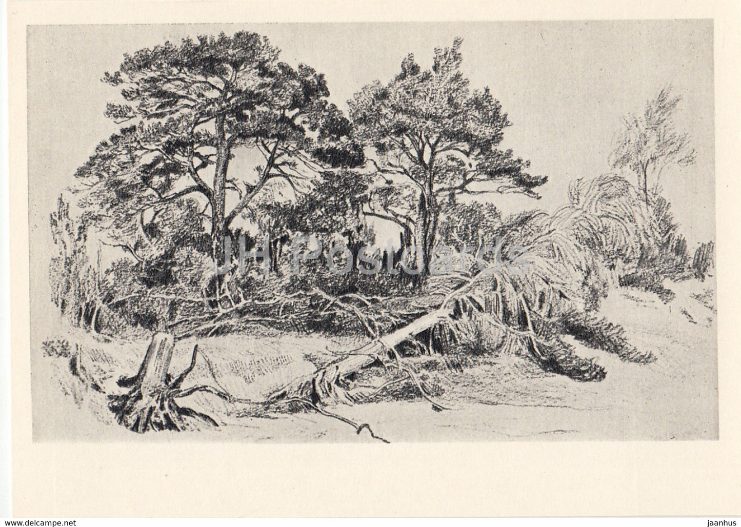 Drawing by V. Vasnetsov - Group of Pine trees - Russian art - 1963 - Russia USSR - unused - JH Postcards