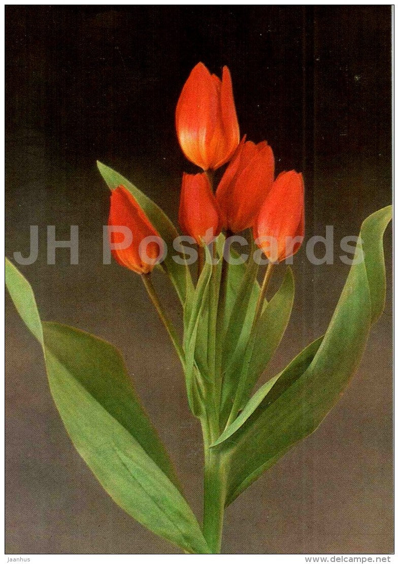 Fusilier - Tulip - 1986 - Russia USSR - unused - JH Postcards