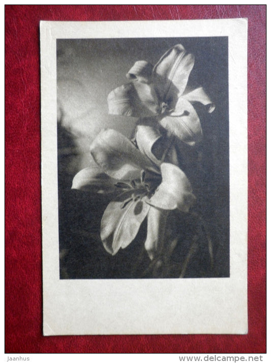 Birthday Greeting Card - lily - flowers - old postcard - K. Viburs nr. 70 - Latvia - unused - JH Postcards