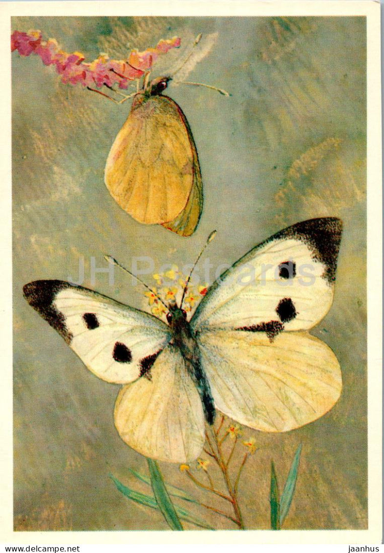 Large white - Pieris brassicae - butterfly - butterflies - 1976 - Russia USSR - unused - JH Postcards