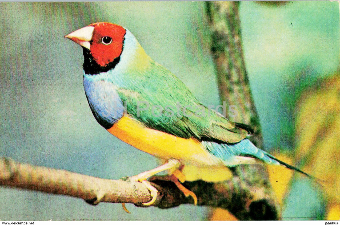 Gouldian finch - Chloebia gouldiae - birds - 1983 - Russia USSR - unused - JH Postcards
