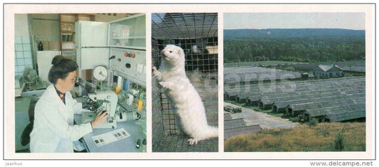 fur industry - mink - Karelia - Karjala - 1985 - Russia USSR - unused - JH Postcards
