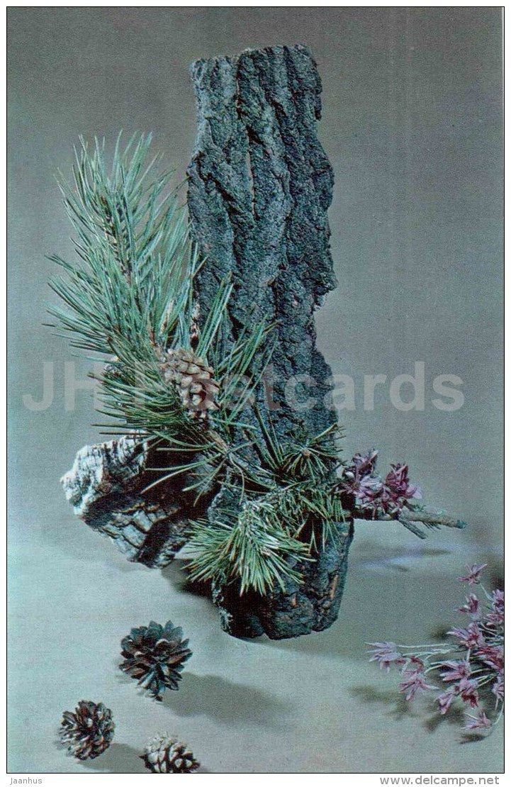 pine branches - ikebana - composition - Winter Motives - 1976 - Russia USSR - unused - JH Postcards
