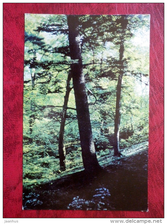 Khekhtsirsky Nature Reserve - Khabarovsk - 1977 - Russia USSR - unused - JH Postcards