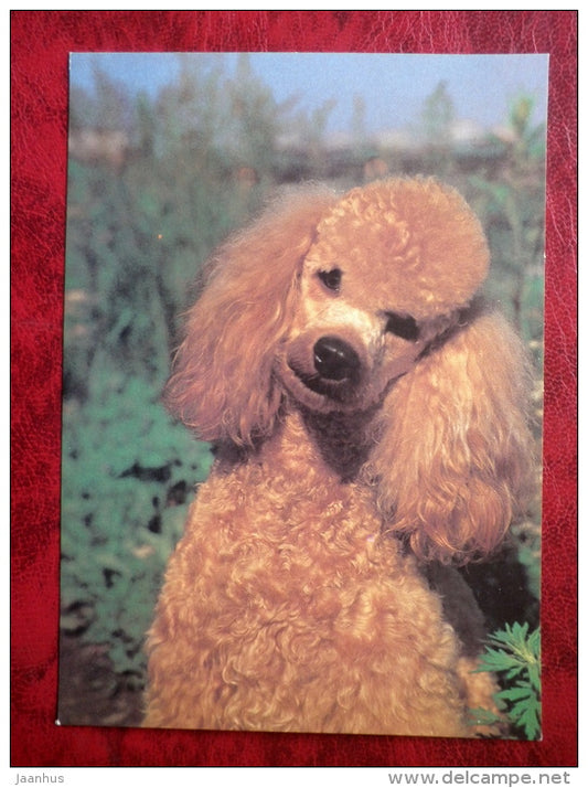 Poodle - dogs - animals - 1989 - Russia - USSR - unused - JH Postcards