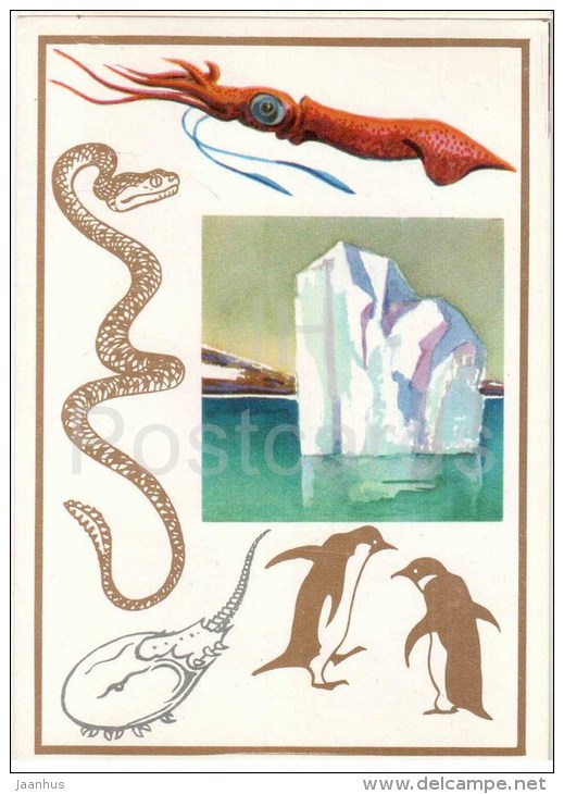 Adelie penguin - Horseshoe crab - rattlesnake - squid - Bionics - 1974 - Russia USSR - unused - JH Postcards