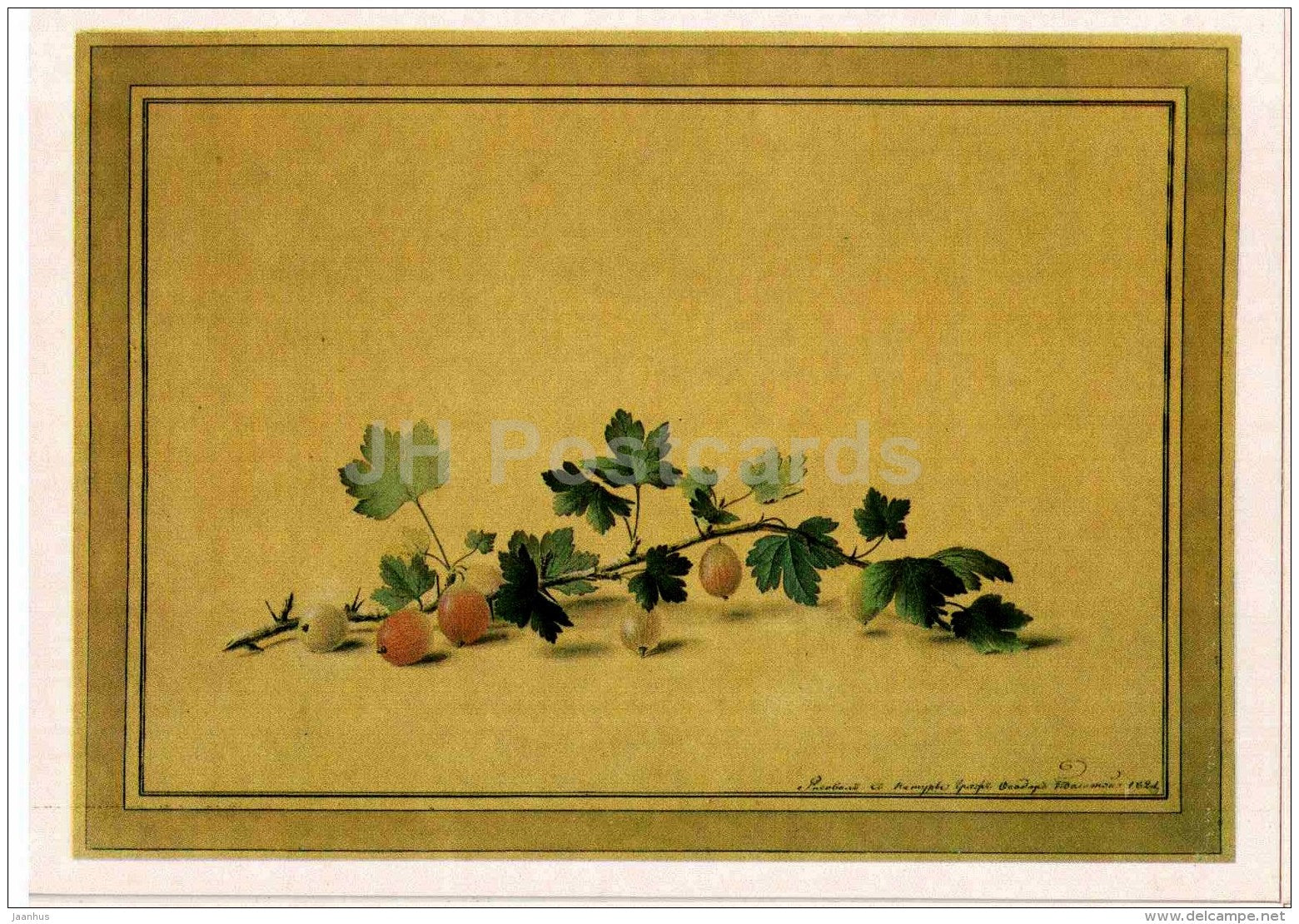 painting by F. Tolstoy - Gooseberry Branch , 1821 - Russian art - 1984 - Russia USSR - unused - JH Postcards