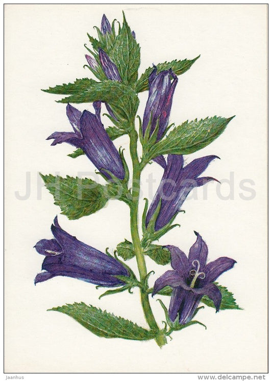 the giant bellflower - Campanula latifolia - Plants under protection - 1981 - Russia USSR - unused - JH Postcards