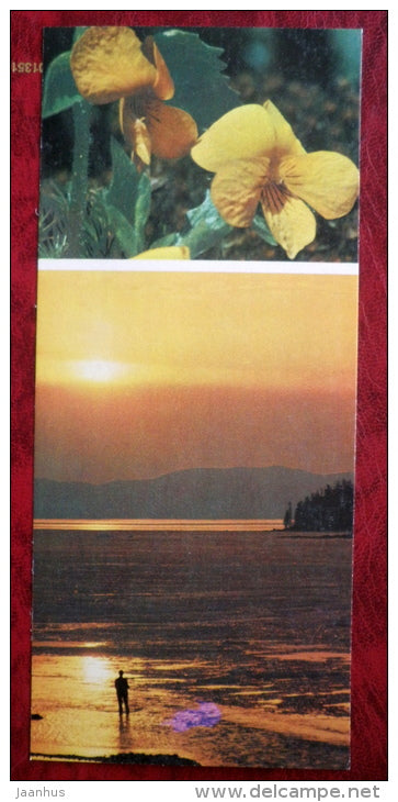 flowers _9 - Siberia blooms - 1973 - Russia USSR - unused - JH Postcards