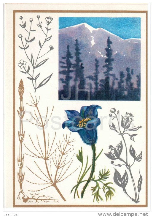 gypsophila - field horsetail - pasque flower - Zygophyllum - Ore Indicators - 1974 - Russia USSR - unused - JH Postcards