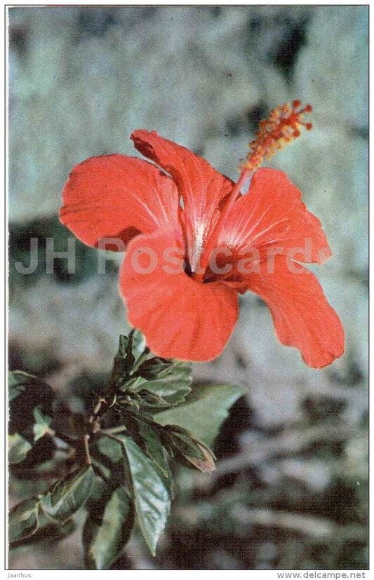 Syrian Rose - Hibiscus syriacus - flowers - Nikitsky Botanical Garden - Yalta - Crimea - 1972 - Ukraine USSR - unused - JH Postcards