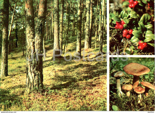 Lingonberry - Rhodococcum vitis-idaea - Milkcap - Lactarius rufus - plants - mushroom - 1977 - Estonia USSR - unused - JH Postcards