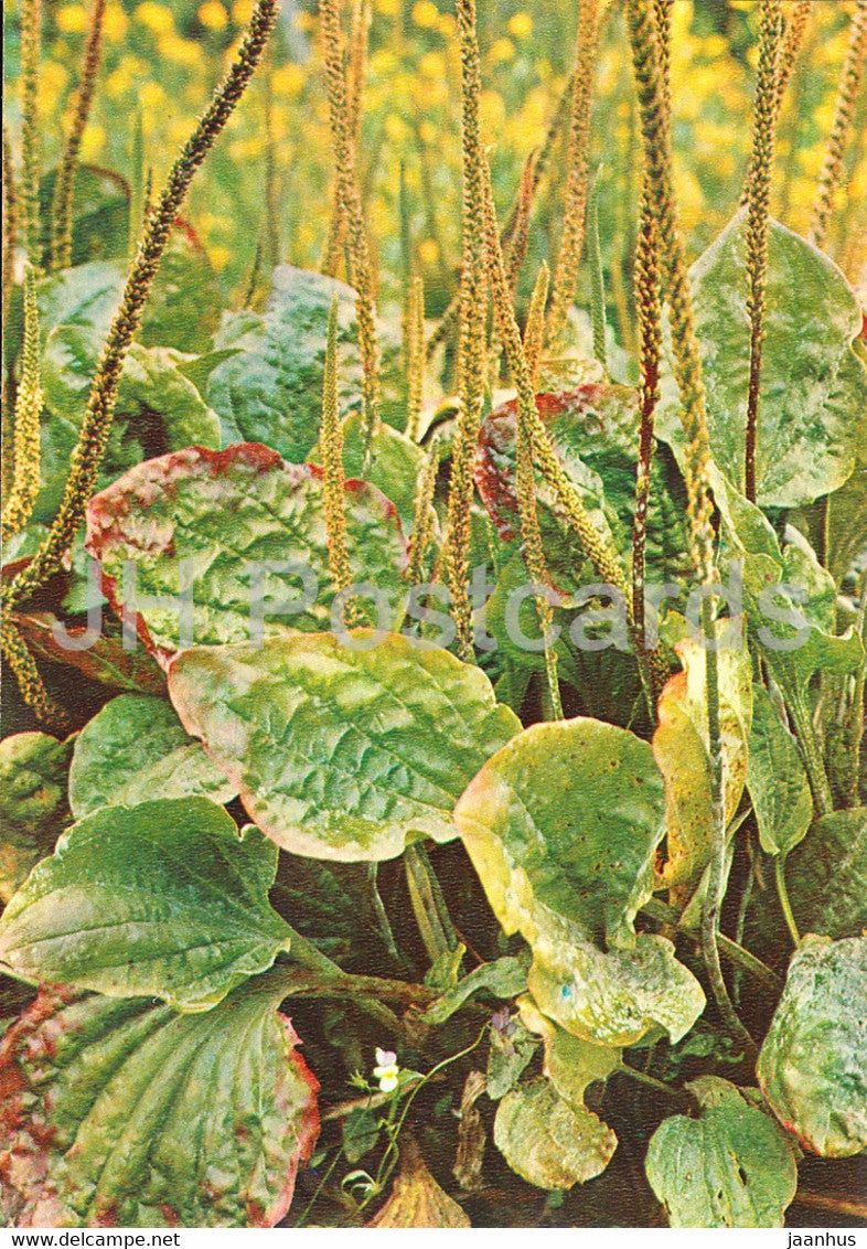 Broadleaf plantain - Plantago major - Medicinal Plants - 1981 - Russia USSR - unused - JH Postcards