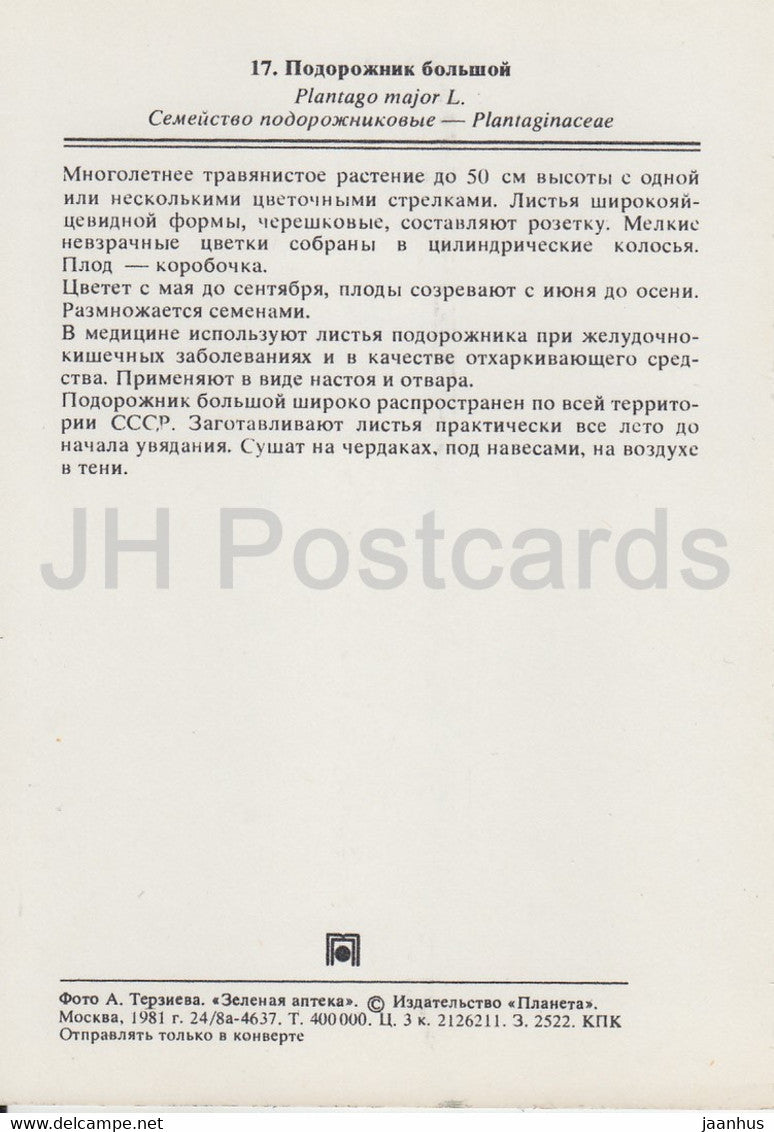 Breitblättriger Wegerich - Plantago major - Heilpflanzen - 1981 - Russland UdSSR - unbenutzt