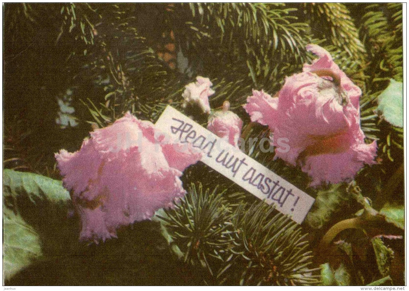 New Year greeting Card - flowers - 1971 - Estonia USSR - unused - JH Postcards