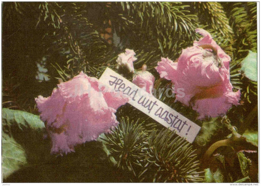 New Year greeting Card - flowers - 1971 - Estonia USSR - unused - JH Postcards