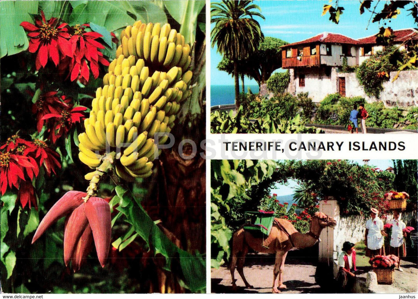 Tenerife - Canary Islands - banana - camel - animals - 34 - Spain - used - JH Postcards