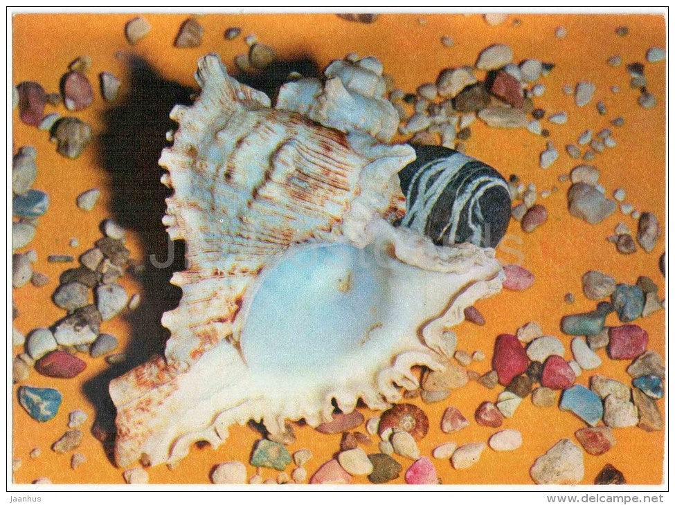 Murex sp - sea snail - mollusk - 1975 - Russia USSR - unused - JH Postcards