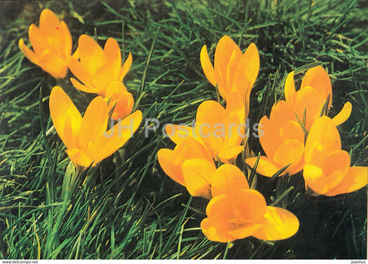 Crocus - flowers - plants - Bulgaria - unused - JH Postcards