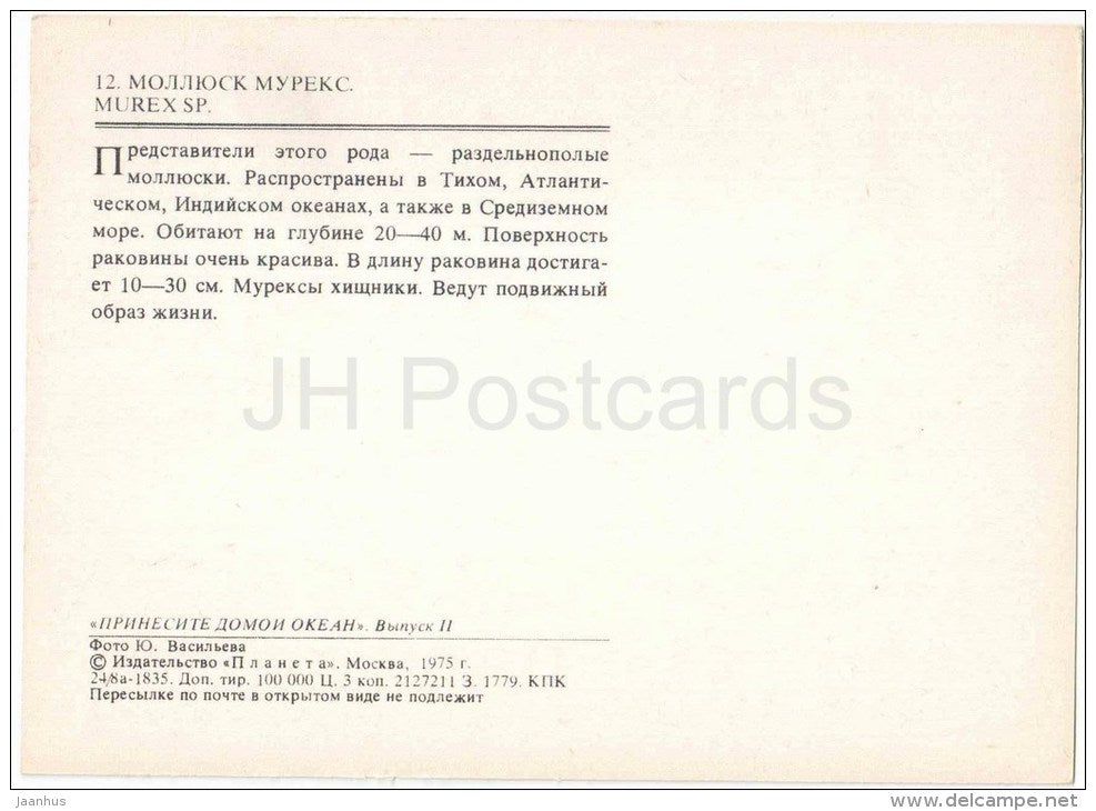 Murex sp - sea snail - mollusk - 1975 - Russia USSR - unused - JH Postcards