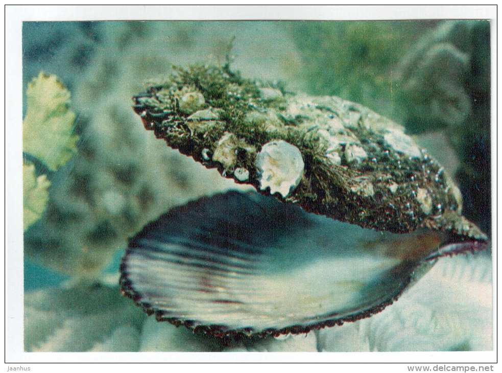 Chlamys squamata - shells - clams - mollusc - 1974 - Russia USSR - unused - JH Postcards