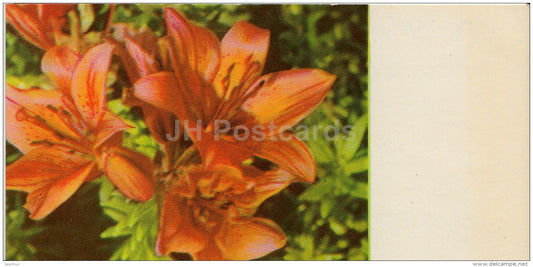 mini Birthday greeting card - Lilium croceum - lily - flowers - 1973 - Estonia USSR - used - JH Postcards
