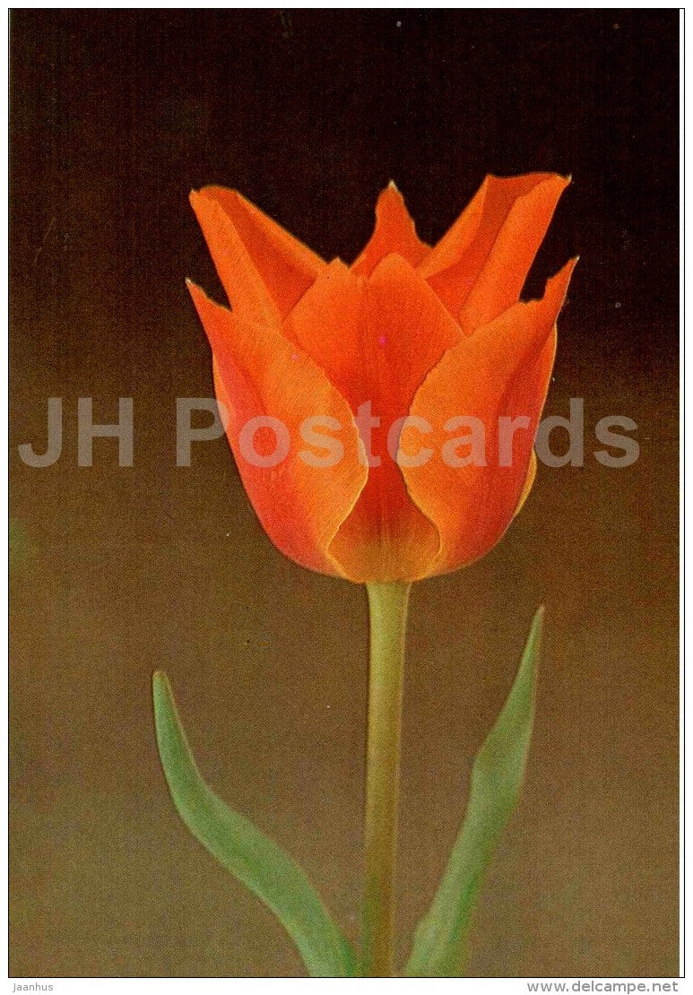 Tulipa Greigii - Tulip - 1986 - Russia USSR - unused - JH Postcards