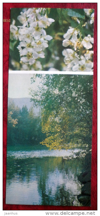 trees _10 - Siberia blooms - 1973 - Russia USSR - unused - JH Postcards