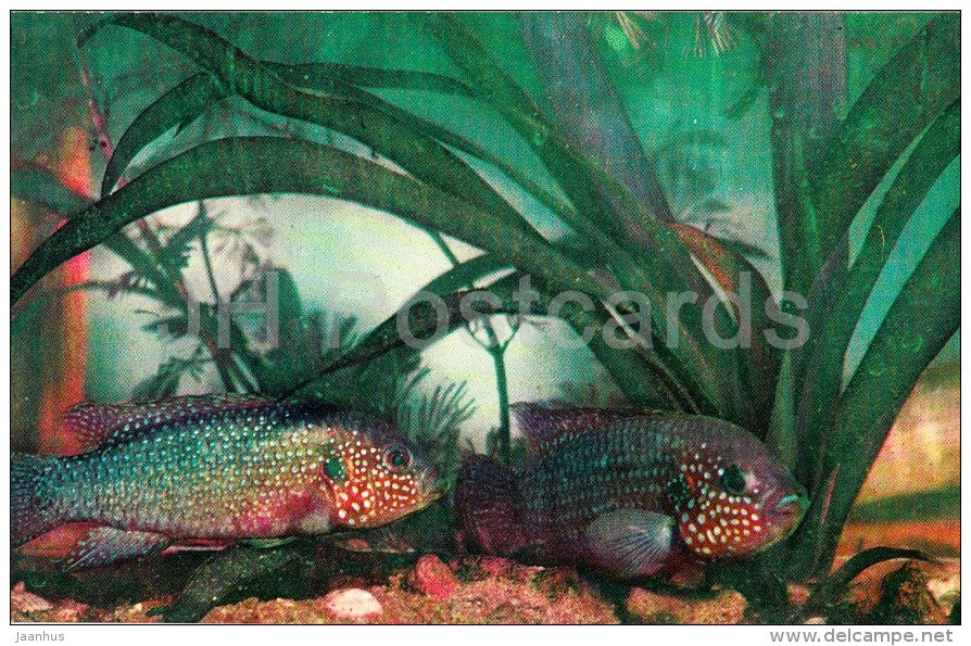 Chromis - Aquarium Fish - Russia USSR - 1971 - unused - JH Postcards