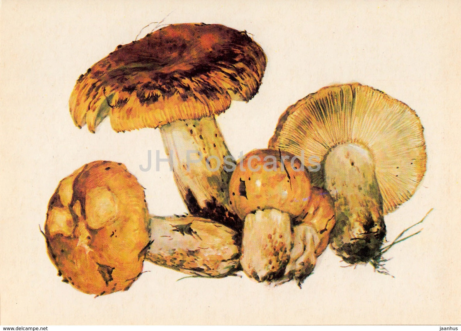 Stinking Russula - Russula foetens - illustration by A. Shipilenko - Mushrooms - 1976 - Russia USSR - unused - JH Postcards