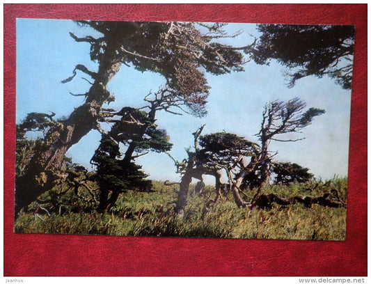 in the north - Sakhalin island - 1973 - Russia USSR - unused - JH Postcards