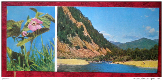 flowers _11 - Siberia blooms - 1973 - Russia USSR - unused - JH Postcards