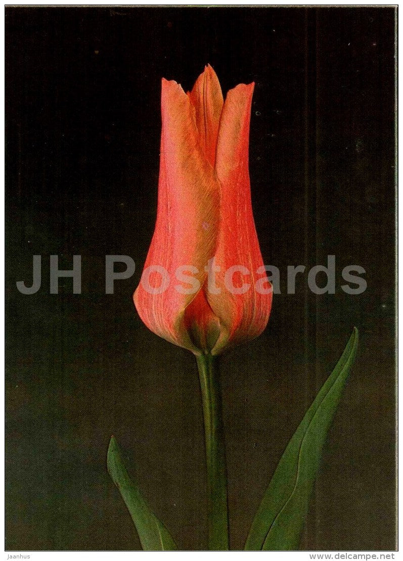 My Lady - Tulip - 1986 - Russia USSR - unused - JH Postcards
