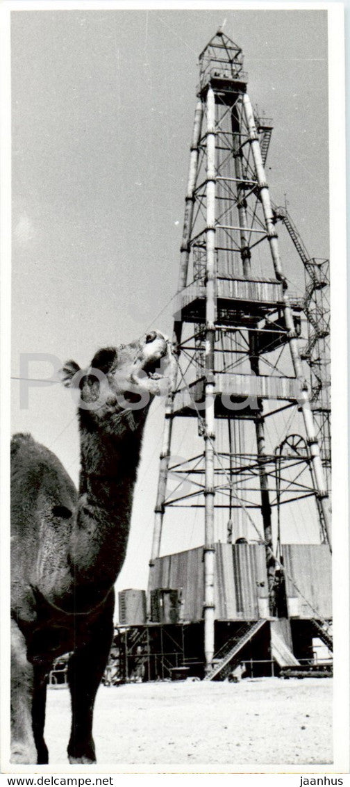 Shevchenko - Aktau - Oil Rig - camel - animals - photo - 1972 - Kazakhstan USSR - unused - JH Postcards
