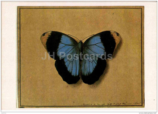 painting by F. Tolstoy - Butterfly , 1821 - Russian art - 1984 - Russia USSR - unused - JH Postcards