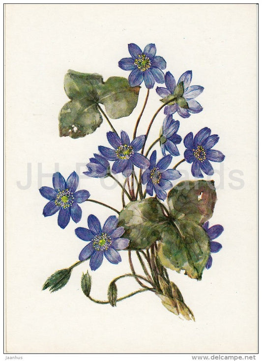 Hepatica - Hepatica nobilis - Plants under protection - 1981 - Russia USSR - unused - JH Postcards