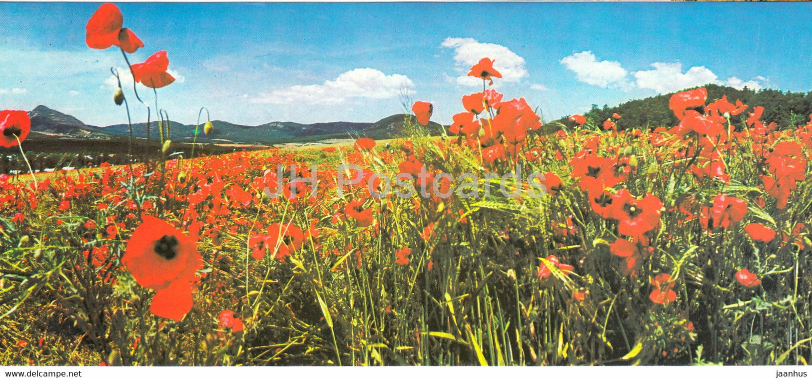 Crimean poppies - flowers - Crimea - 1979 - Ukraine USSR - unused - JH Postcards