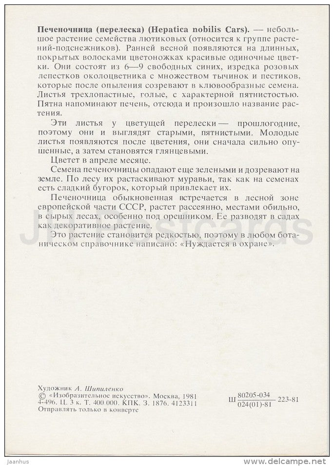 Hepatica - Hepatica nobilis - Plants under protection - 1981 - Russia USSR - unused - JH Postcards