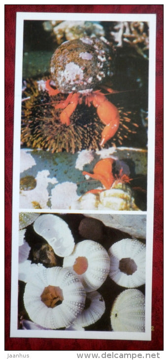 sea urchin - hermit crabs - Komandorski Commander islands - 1975 - Russia USSR - unused - JH Postcards