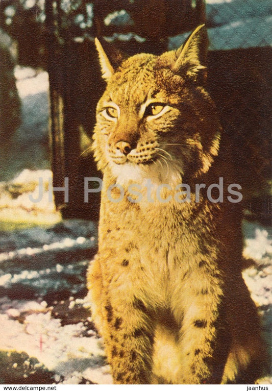 Lynx Lynx - Riga Zoo - old postcard - Latvia USSR - unused - JH Postcards