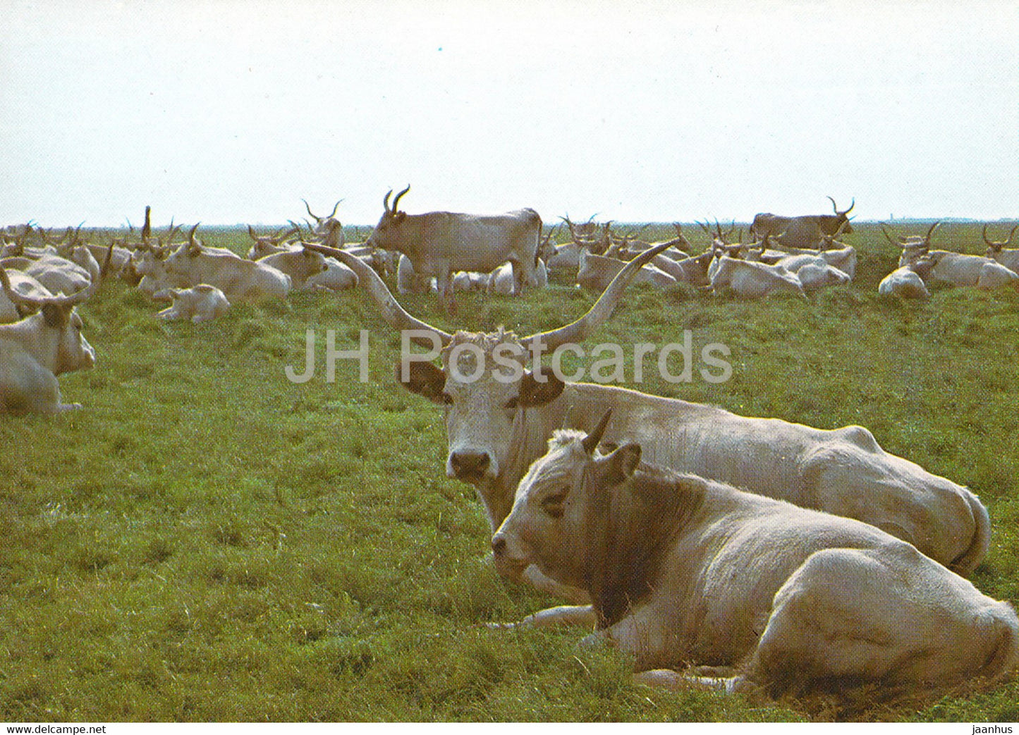 Hortobagy - The Grey Herd - animals - Hungary - unused - JH Postcards
