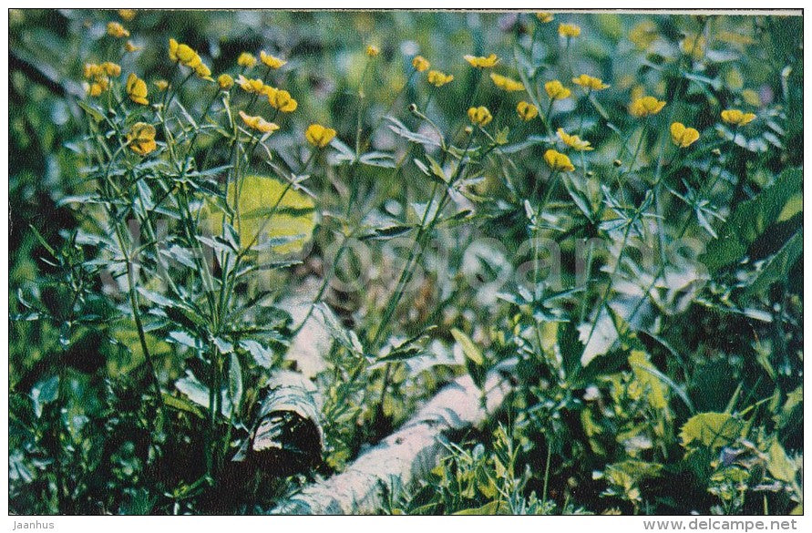 Buttercup - Ranunculus - flower - Flowers of Russia - 1972 - Russia USSR - unused - JH Postcards