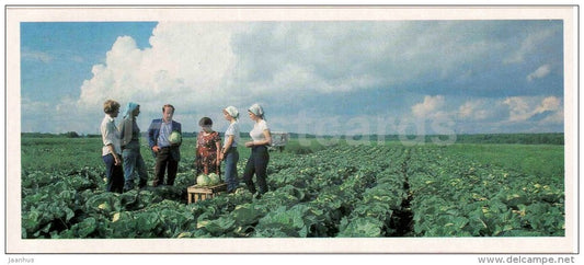harvest of cabbage - Karelia - Karjala - 1985 - Russia USSR - unused - JH Postcards
