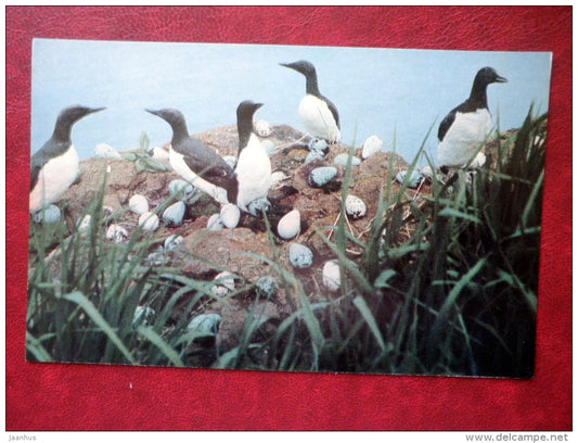 Guillemot - birds - Sakhalin island - 1973 - Russia USSR - unused - JH Postcards