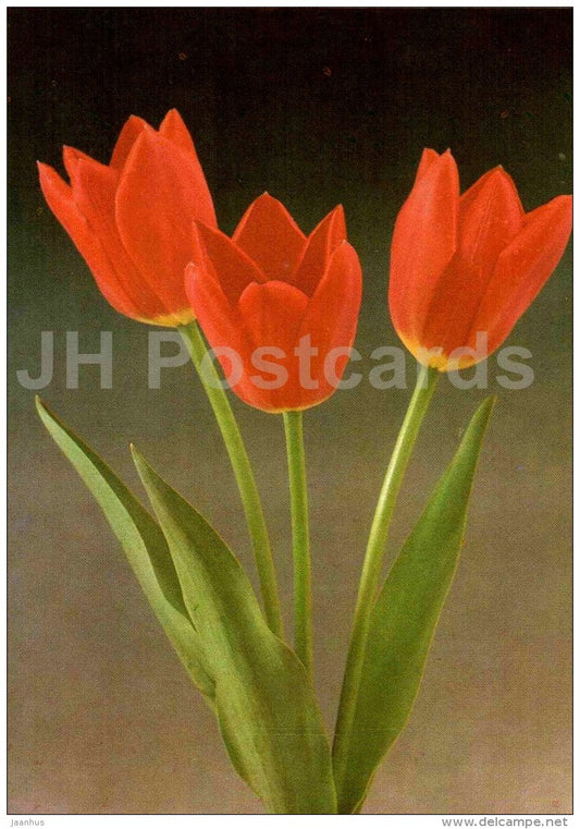 Lenin´s Memorial - Tulip - 1986 - Russia USSR - unused - JH Postcards