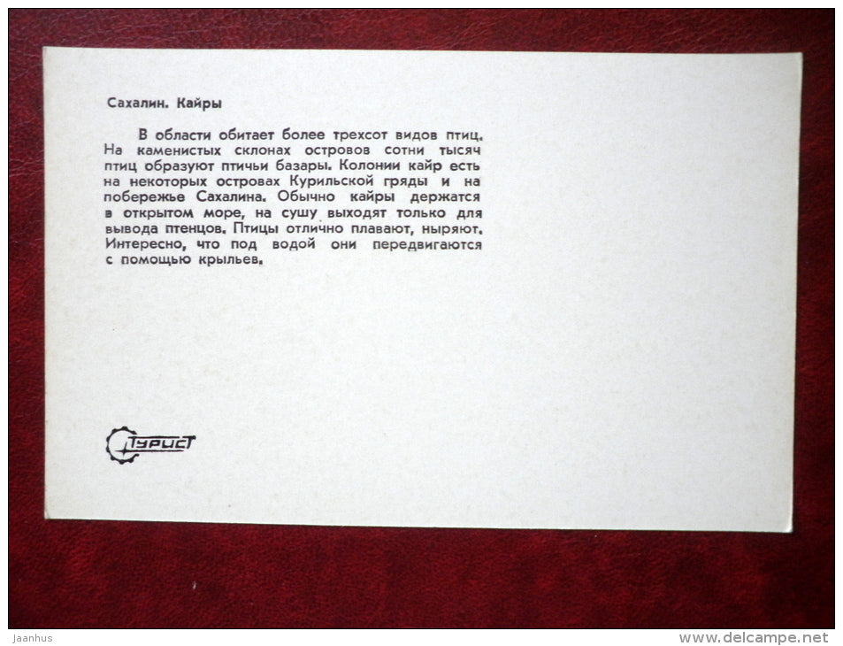 Guillemot - birds - Sakhalin island - 1973 - Russia USSR - unused - JH Postcards